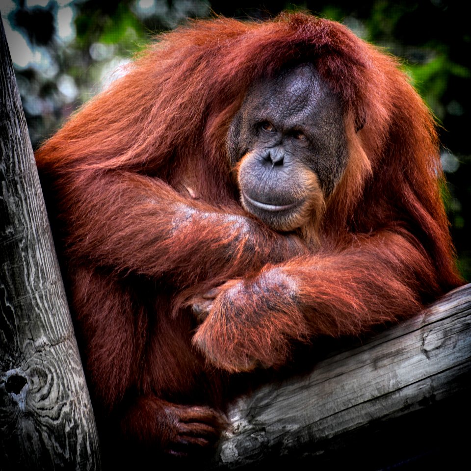 Orangutan on a tree 