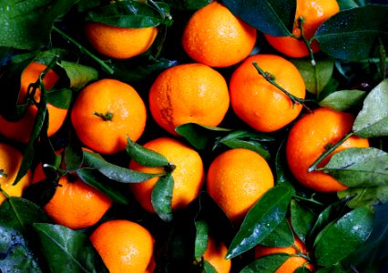 Orange Fruit 
