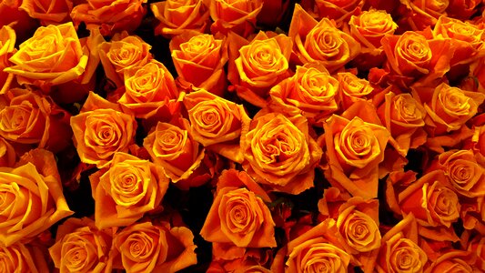 Blossom bloom orange
