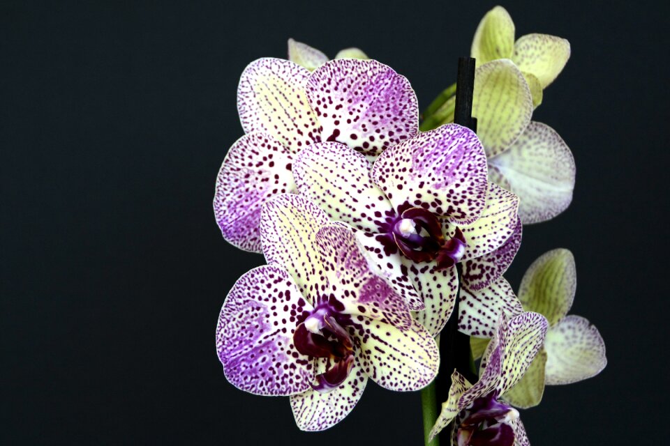Bloom white violet orchid flower