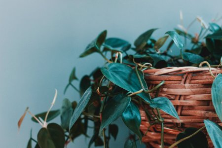 Overgrown Houseplant 