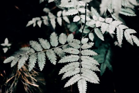 Pale green branches photo