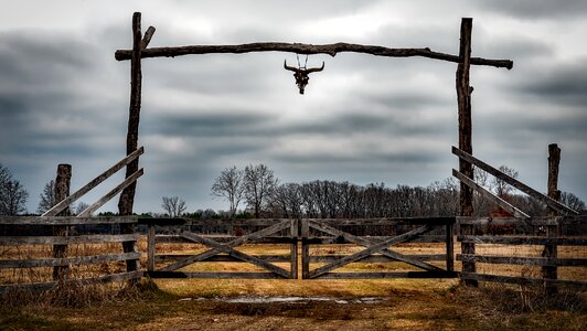 Fence cow skull hdr photo