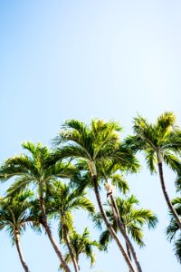 Palm trees of key west. photo