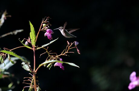Flora flowers hummingbird photo