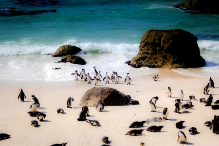 Penguins at Boulders Beach photo