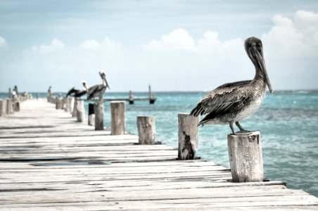 Pelicans @ pier (by Yair Hazout) 