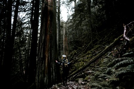 People in the Trees 