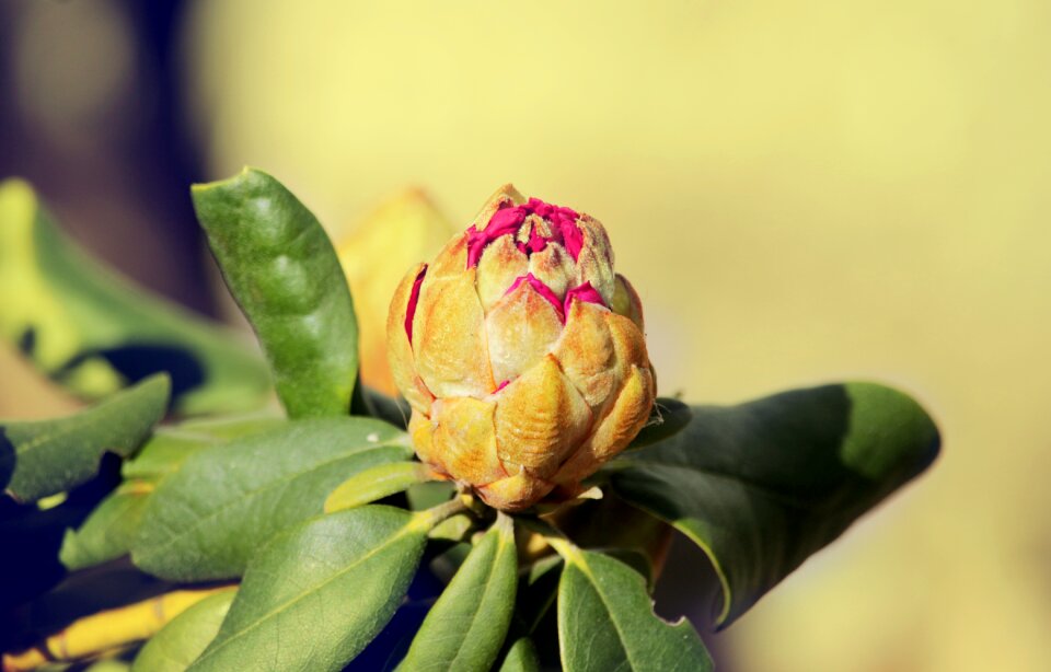 Flowers plant buds in bloom