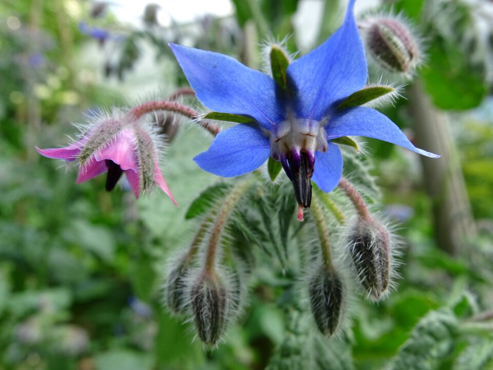 Borretschblüte blue flower borago officinalis