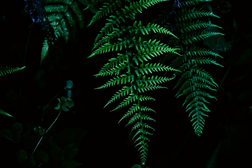 Plant black plant black leaf
