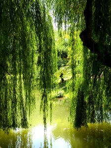 Pond nature water photo