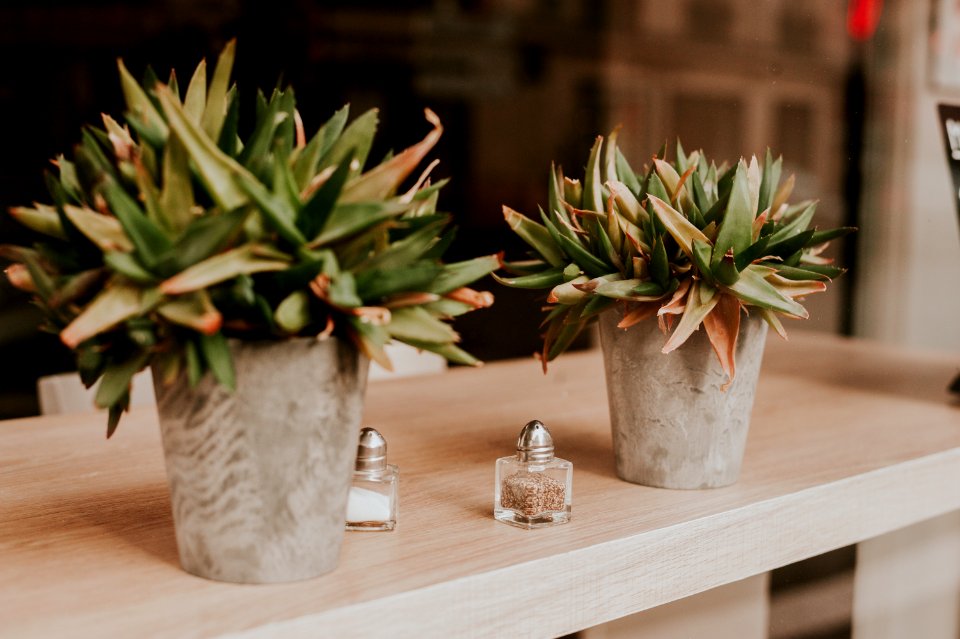 Plants on wooden shelf 