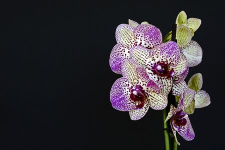 Bloom white violet orchid flower