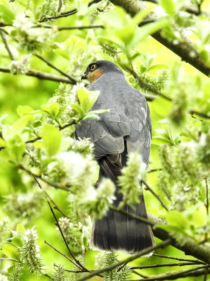 Bird nature animal