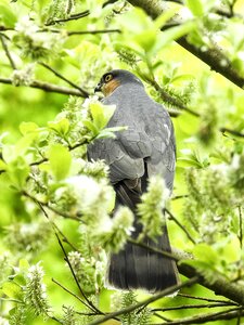 Bird nature animal