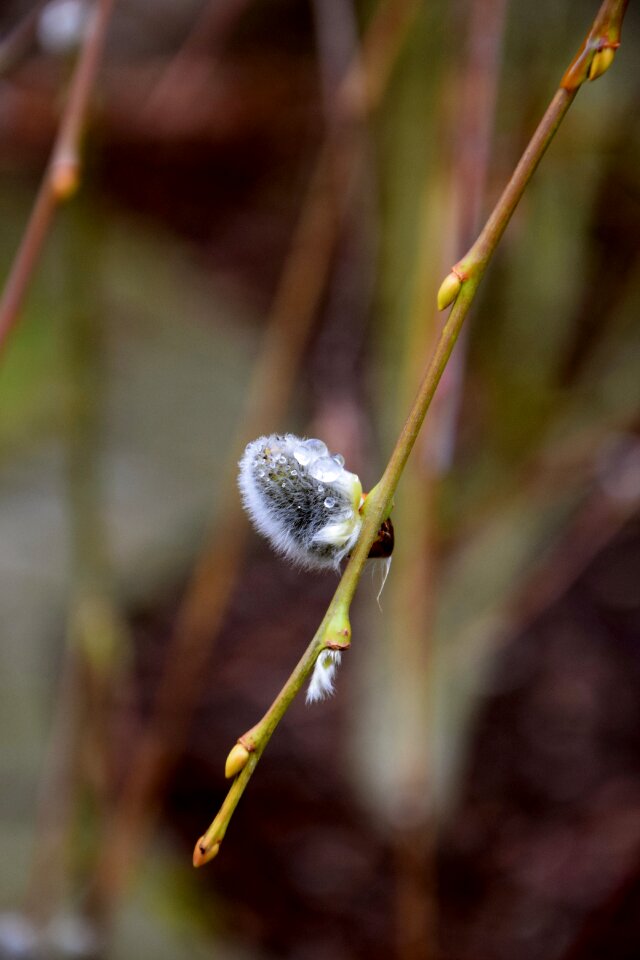 Wet bud nature