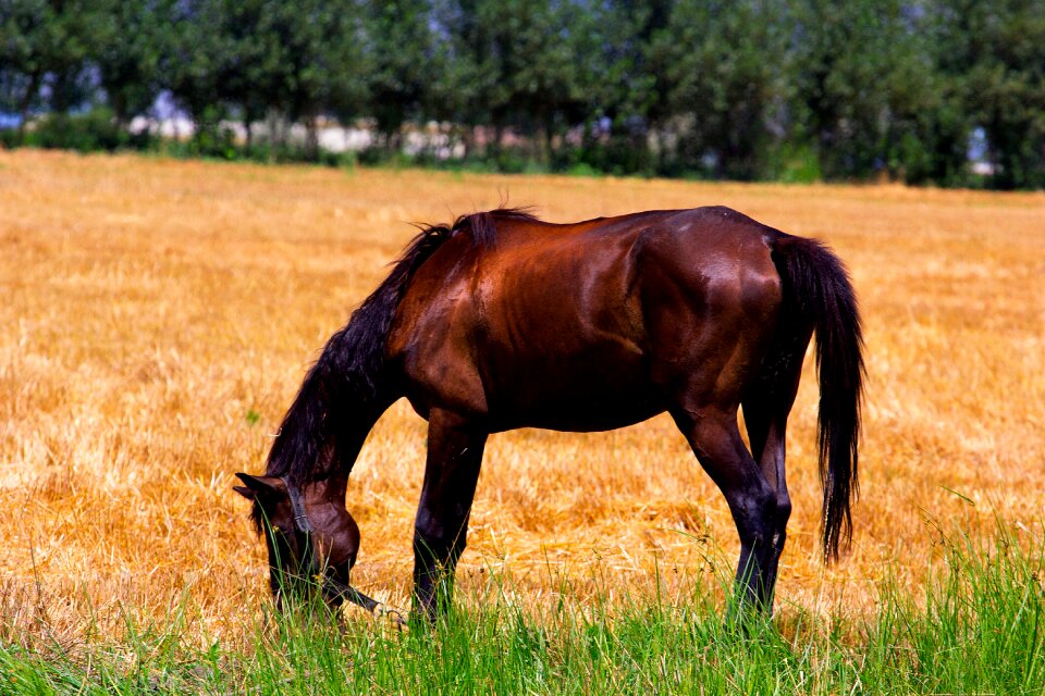Nature animal mare