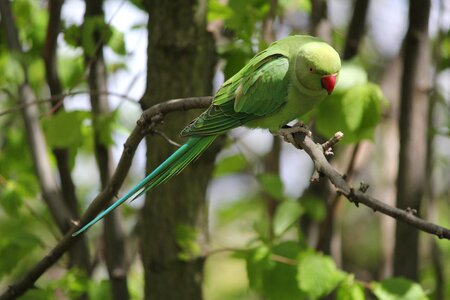 Parakeet park branch