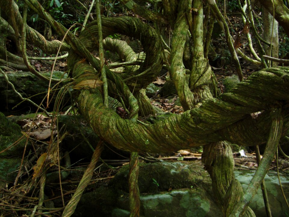 Nature trees landscape