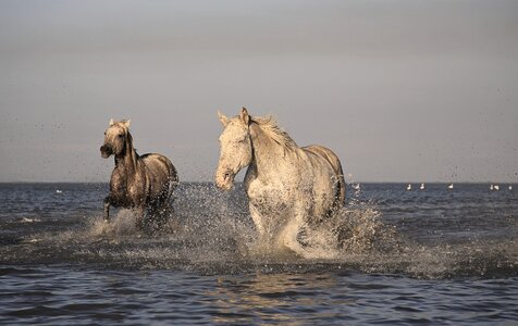 Horses animals race