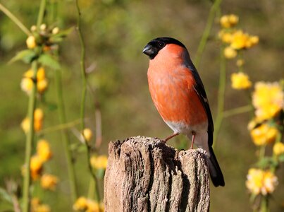 Nature red finch