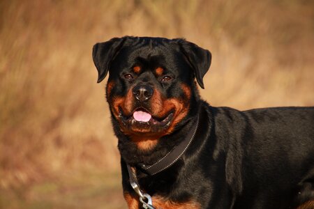Dog nature outdoor