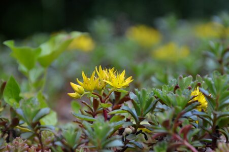 Nature yellow stone crop