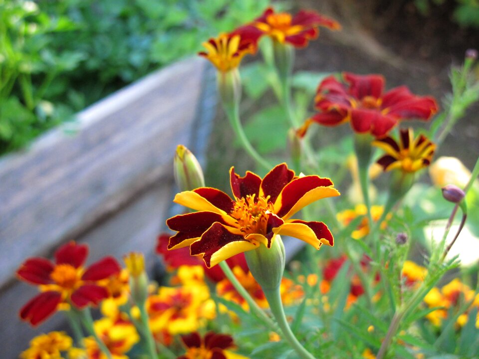 Summer plant blossom