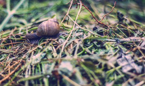 Snail in the grass 