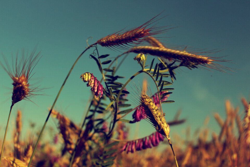 Plant poland agriculture