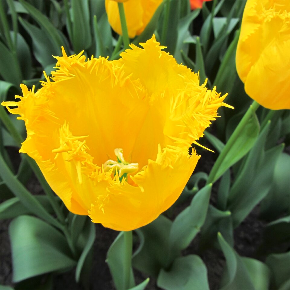 Spring pestle netherlands