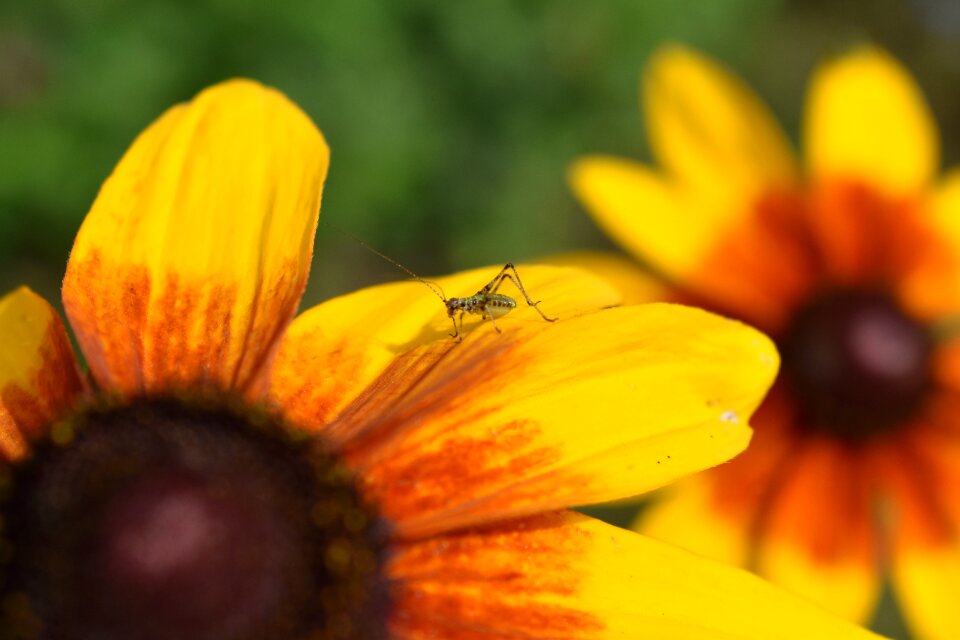 Young locust insect green