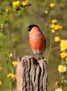 Nature red finch