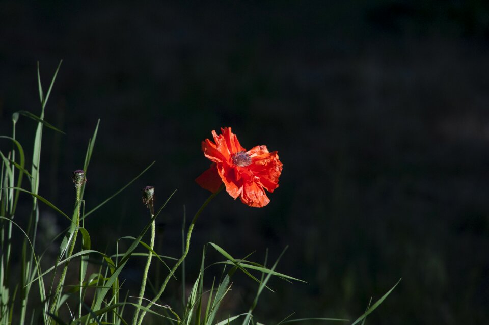 Floral plant natural