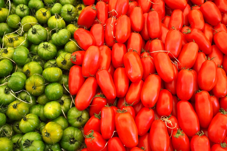 Fresh tomatoes vegetables