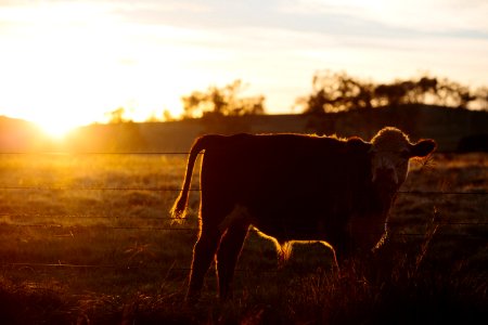 Sun Cow 