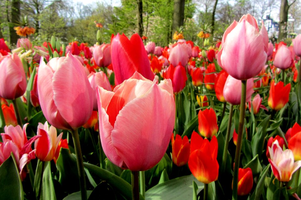 Netherlands bulb bulbs