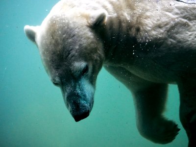 Swimming Bear 