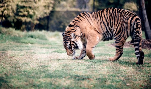 Symbio Wildlife Park, Helensburgh, Australia photo