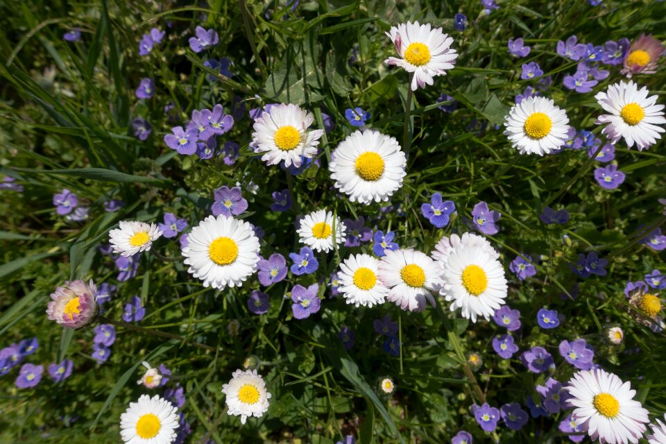 Daisy white grass