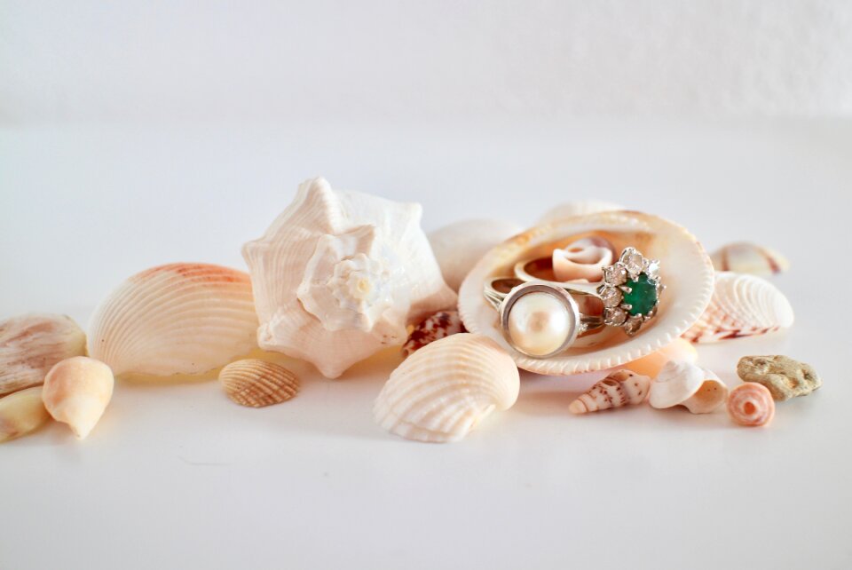 Shells treasure gold