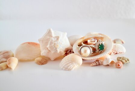 Shells treasure gold