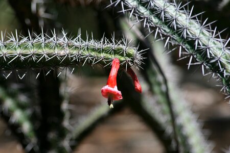 Botanical flower cacti