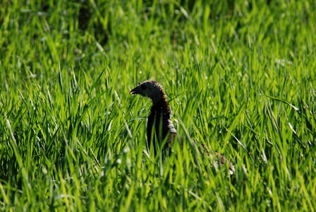 Grass bird nature photo