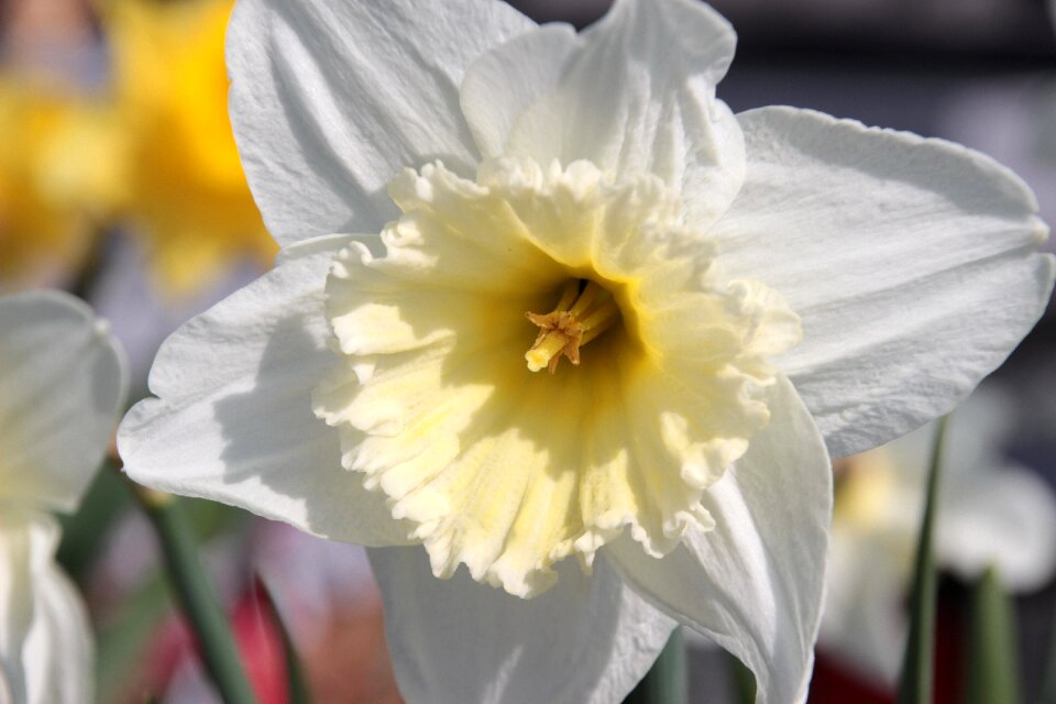 White flower amaryllis plant