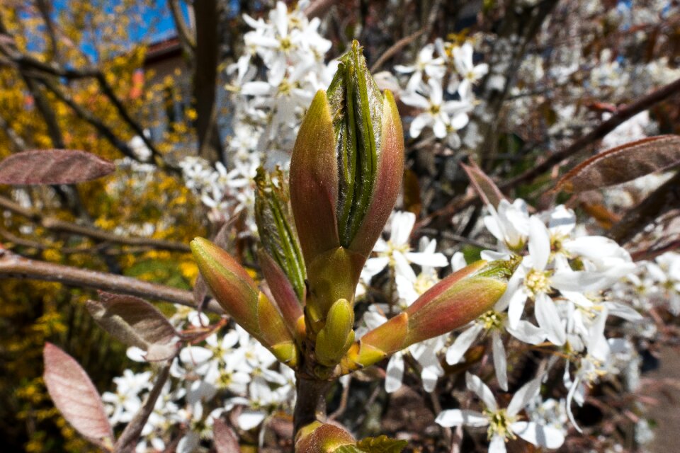 Large blossomed inflorescence