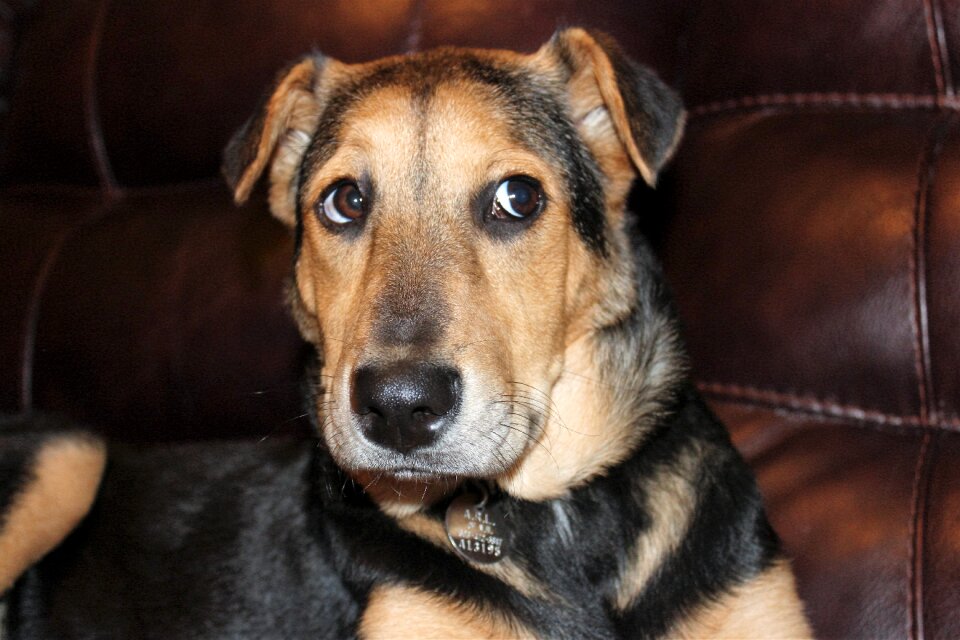 Black and tan rescue dog shepard puppy