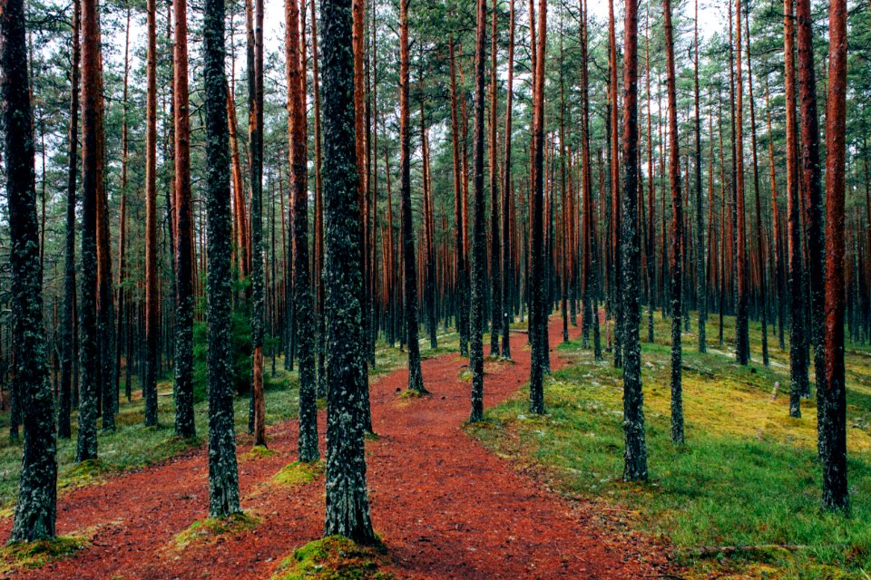 Viru raba matkarada, Estonia 