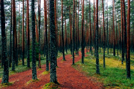 Viru raba matkarada, Estonia 
